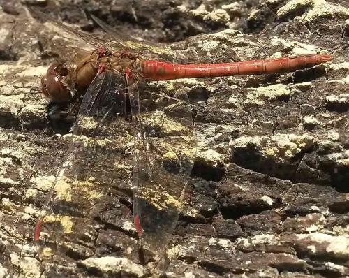 Sympetrum striolatum