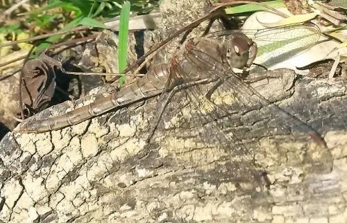 Sympetrum striolatum