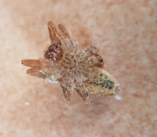 Zoropsis sp.