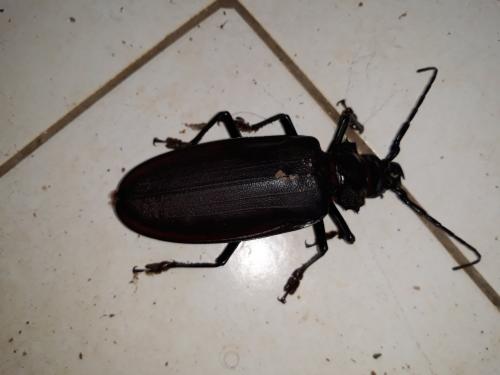 Titanus giganteus