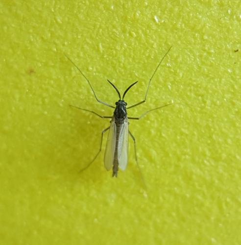 Réf. 221 926 : Orthocladiinae inconnu