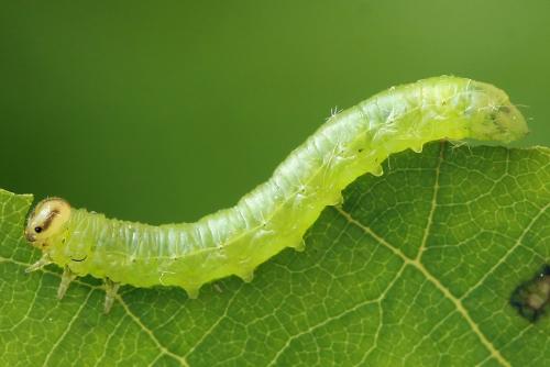 Réf. 221 213 : Pristiphora leucopus