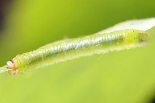 Réf. 221 214 : Pristiphora leucopus
