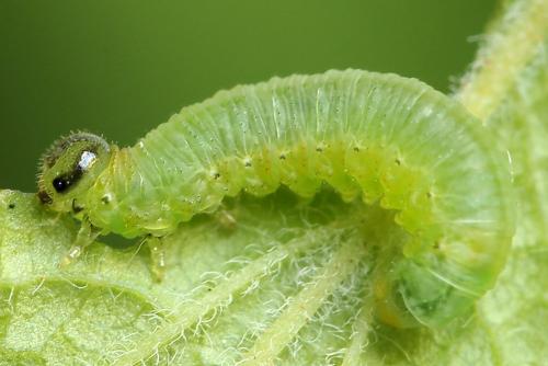Réf. 221 200 : Pristiphora appendiculata