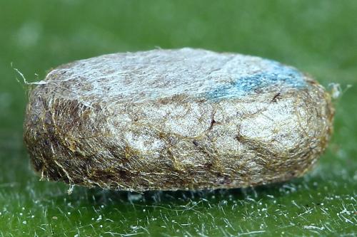 Pristiphora appendiculata