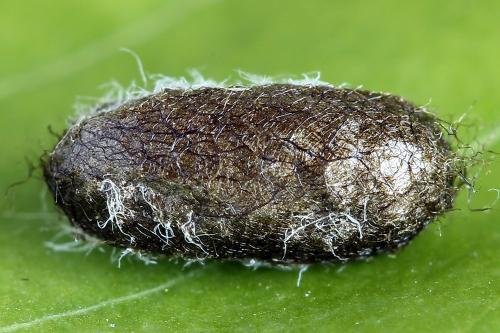 Réf. 221 217 : Pristiphora leucopus