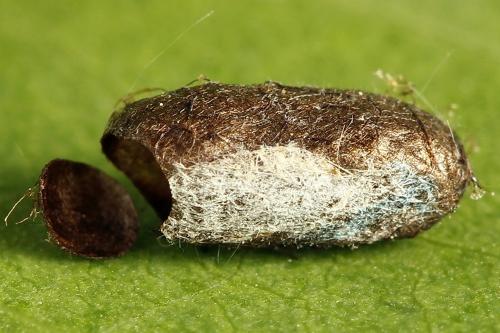 Réf. 221 202 : Pristiphora appendiculata