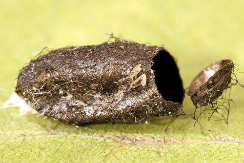 Réf. 221 218 : Pristiphora leucopus