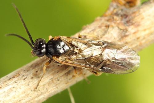 Réf. 221 203 : Pristiphora appendiculata
