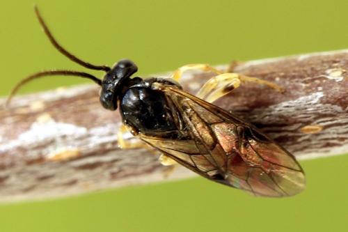 Réf. 221 219 : Pristiphora leucopus