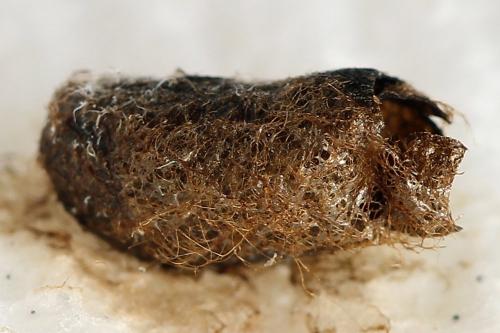 Réf. 221 209 : Pristiphora appendiculata