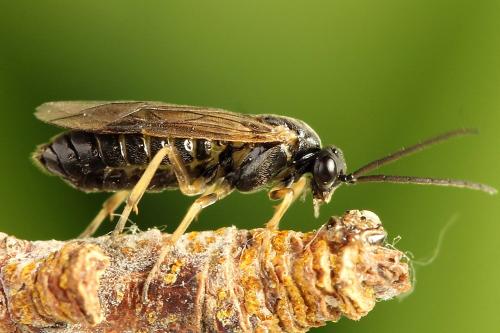 Réf. 221 204 : Pristiphora appendiculata