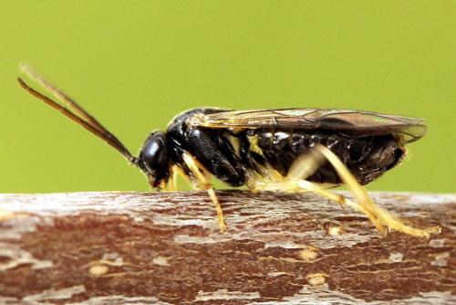 Réf. 221 220 : Pristiphora leucopus