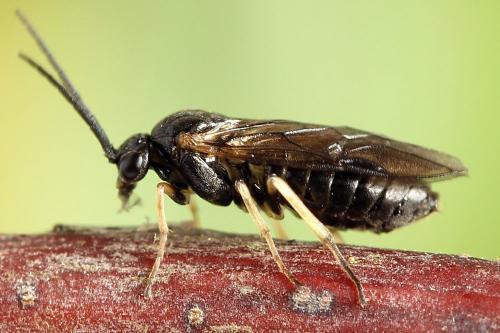 Réf. 221 210 : Pristiphora appendiculata