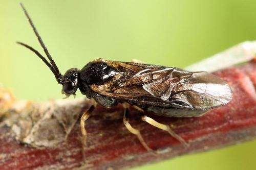 Pristiphora appendiculata
