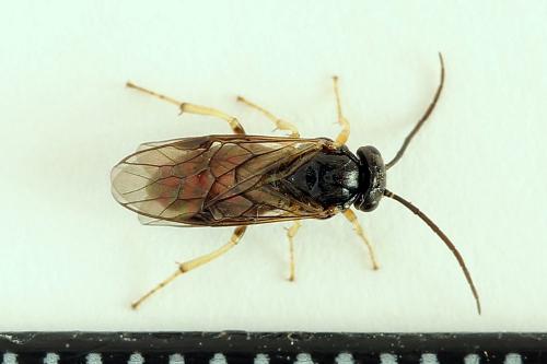 Réf. 221 221 : Pristiphora leucopus