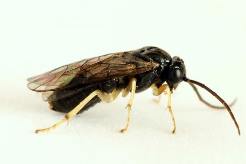Réf. 221 222 : Pristiphora leucopus