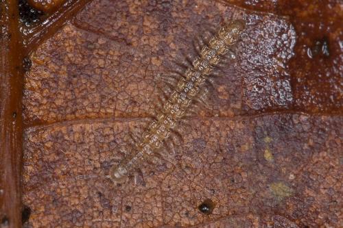 Brachydesmus sp.