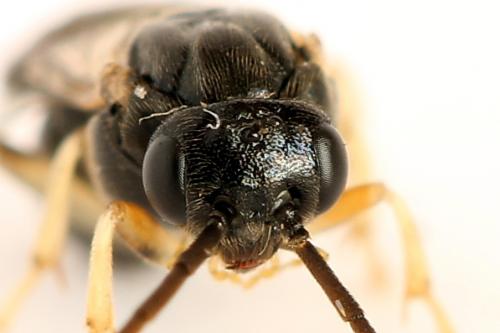 Réf. 221 223 : Pristiphora leucopus