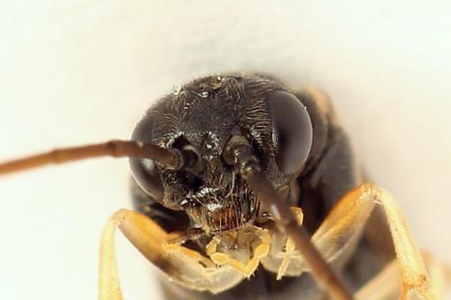 Réf. 221 224 : Pristiphora leucopus
