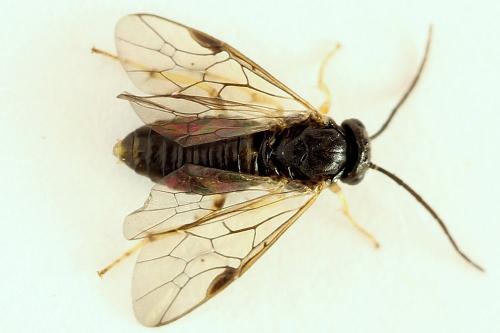 Réf. 221 225 : Pristiphora leucopus