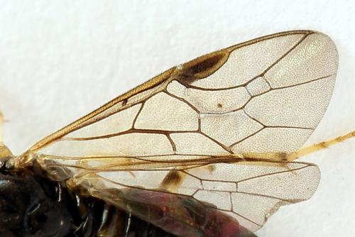 Réf. 221 226 : Pristiphora leucopus