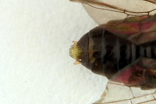 Réf. 221 227 : Pristiphora leucopus