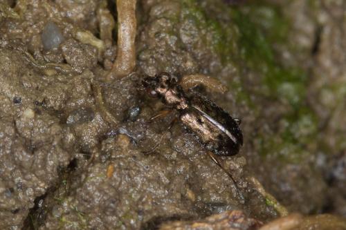 Réf. 221 145 : Asaphidion stierlini
