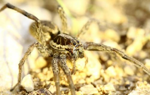Hogna radiata