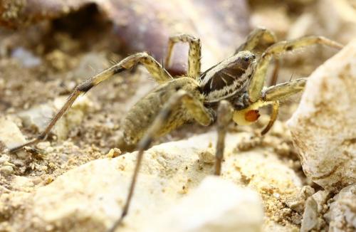 Réf. 221 284 : Hogna radiata