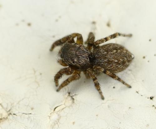 Réf. 221 154 : Euophrys rufibarbis