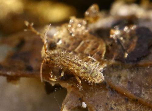 Réf. 221 190 : Orchesella quinquefasciata