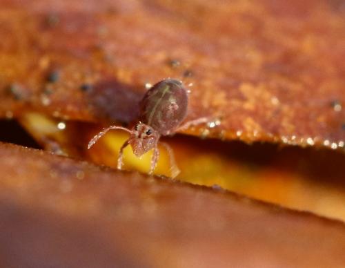 Dicyrtomina ornata