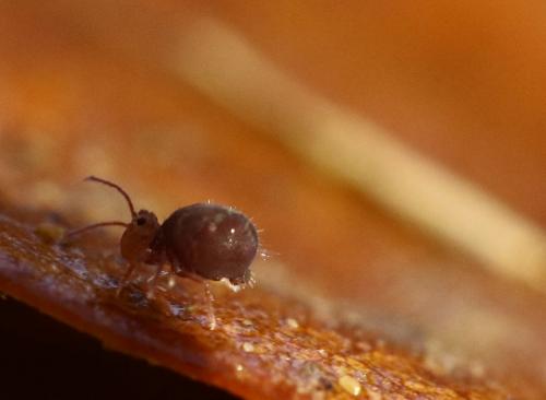 Réf. 221 048 : Dicyrtomina ornata