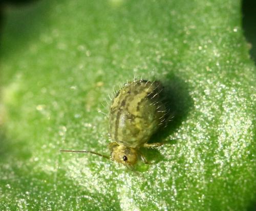 Sminthurus sp.