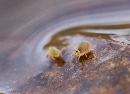 Sminthurides aquaticus