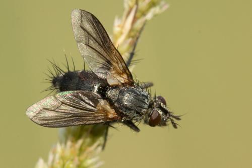 Réf. 221 063 : Eriothrix rufomaculata