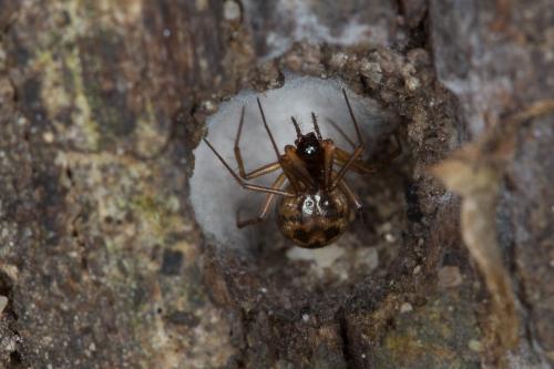 Réf. 221 083 : Tenuiphantes sp.