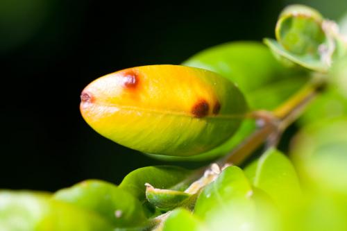 Monarthropalpus flavus