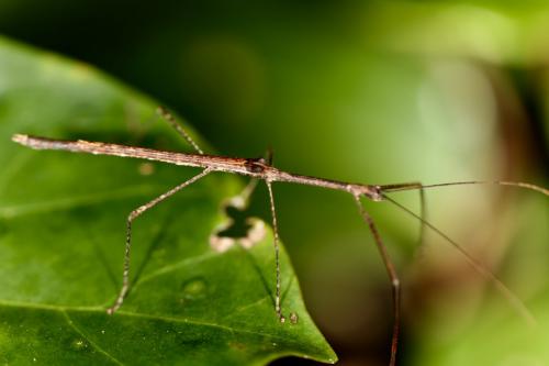 Carlius sp.
