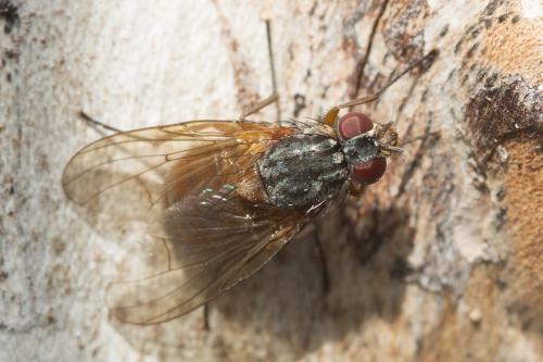 Réf. 221 072 : Phaonia subventa