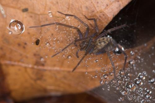 Eratigena sp.