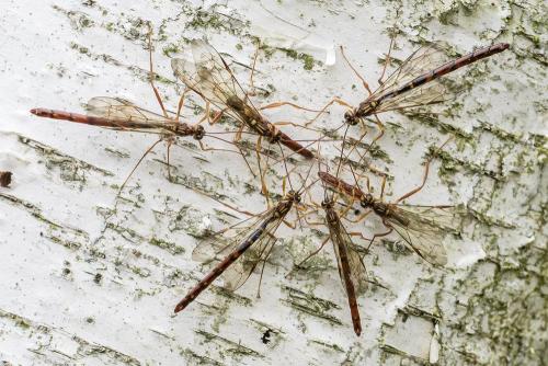 Megarhyssa perlata