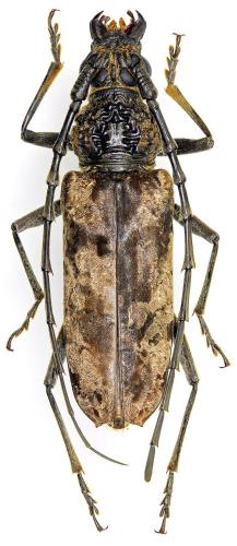 Réf. 221 602 : Trirachys indutus