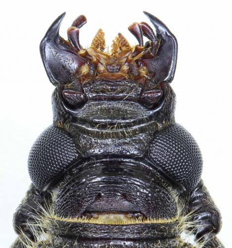 Réf. 221 603 : Trirachys indutus