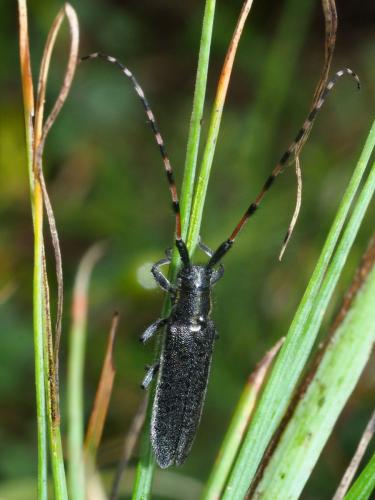 Agapanthia sp.