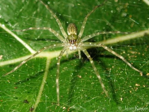 Hygropoda sp.