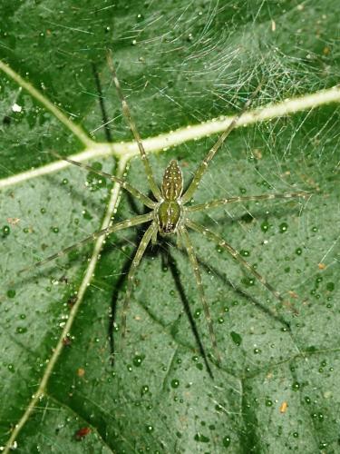 Hygropoda sp.