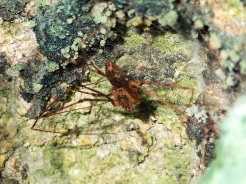 Scytodes longipes