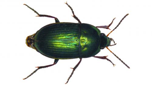Amara montivaga